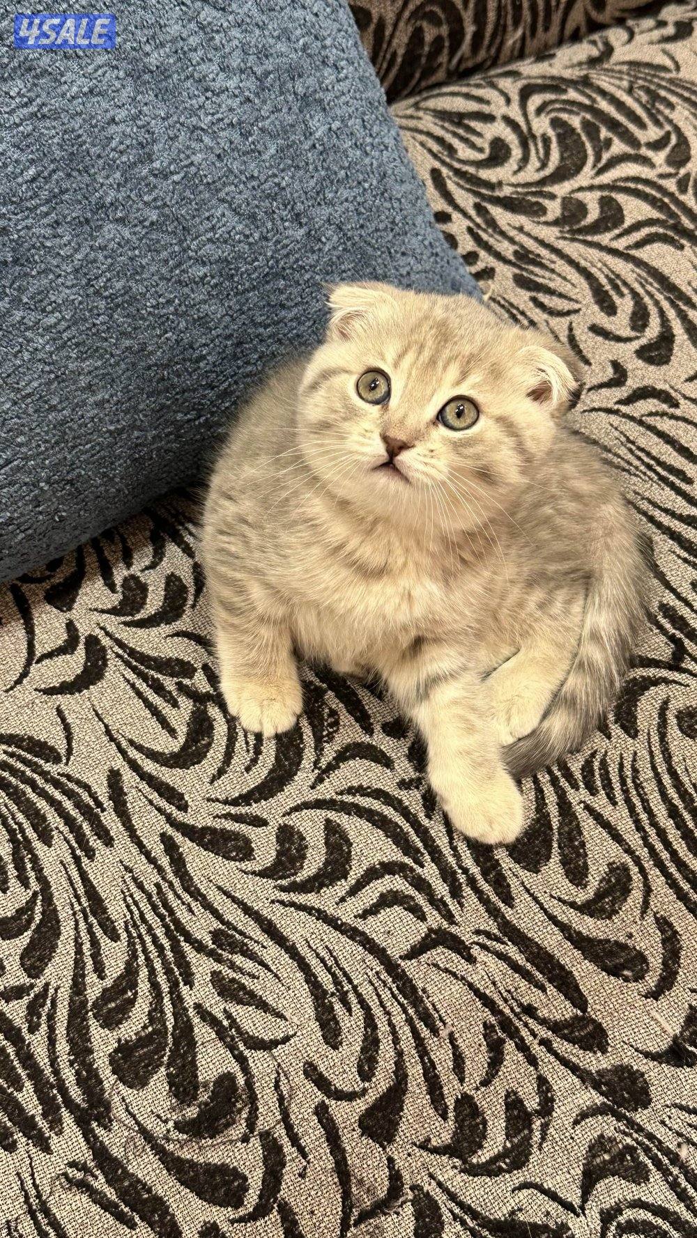 قطط كيتن للبيع6