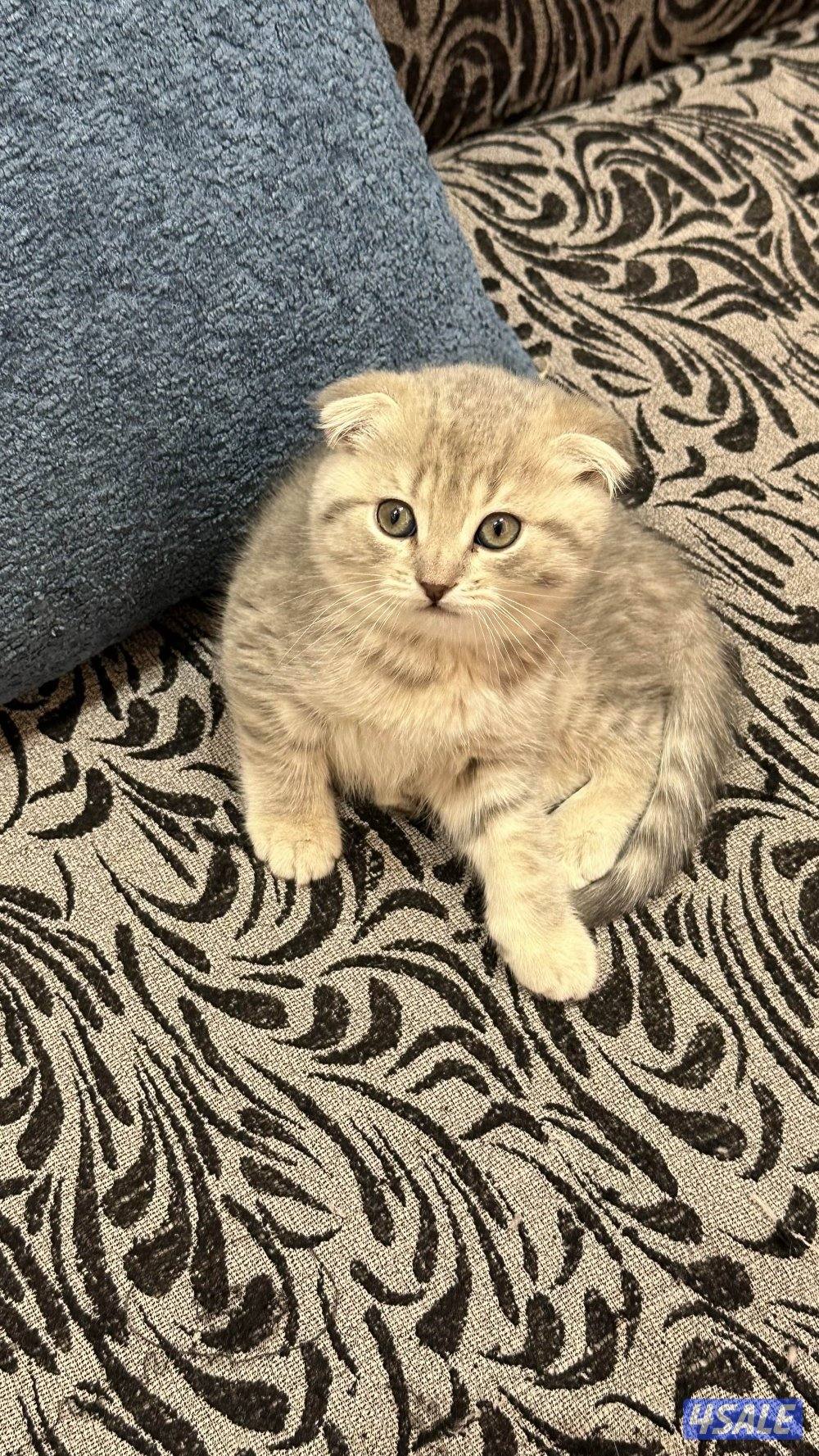 قطط كيتن للبيع7