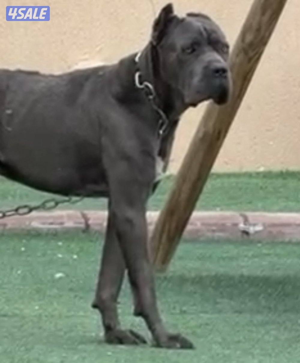 للبيع كلب كين كورسو1