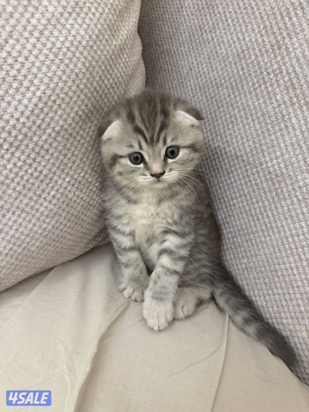 للبيع قطط فولد ذكر فولد نثيه ستريت ذكر0