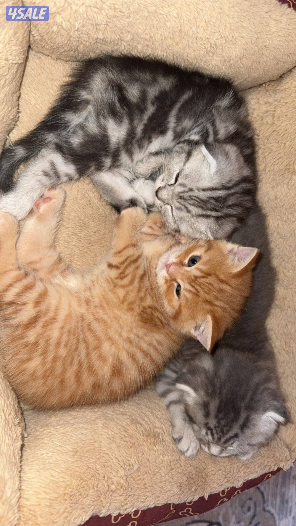 للبيع قطط فولد ذكر فولد نثيه ستريت ذكر1