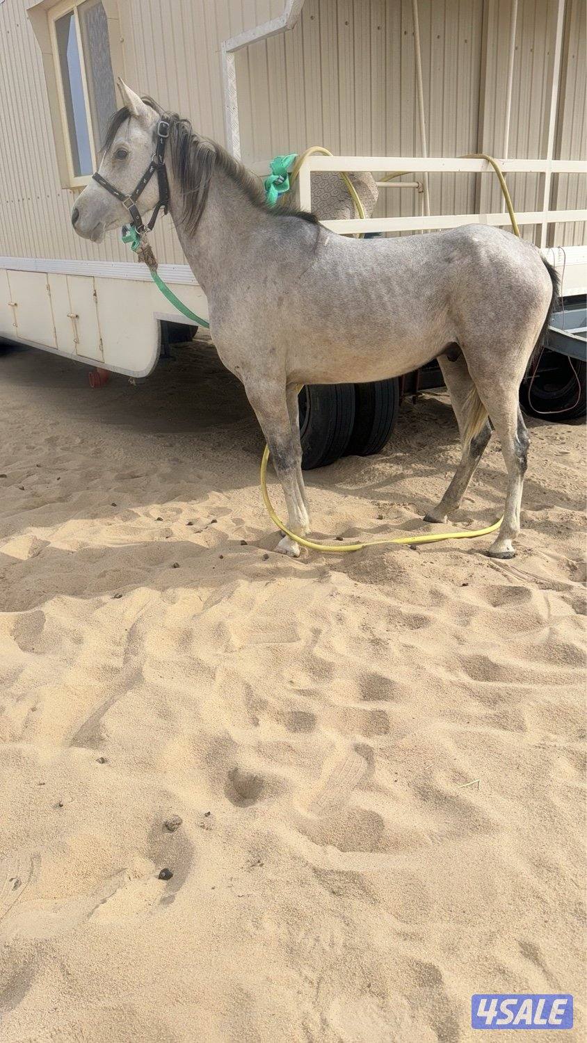 للبيع فلو عربي العمر سنه ونص مطبع علي الابل0