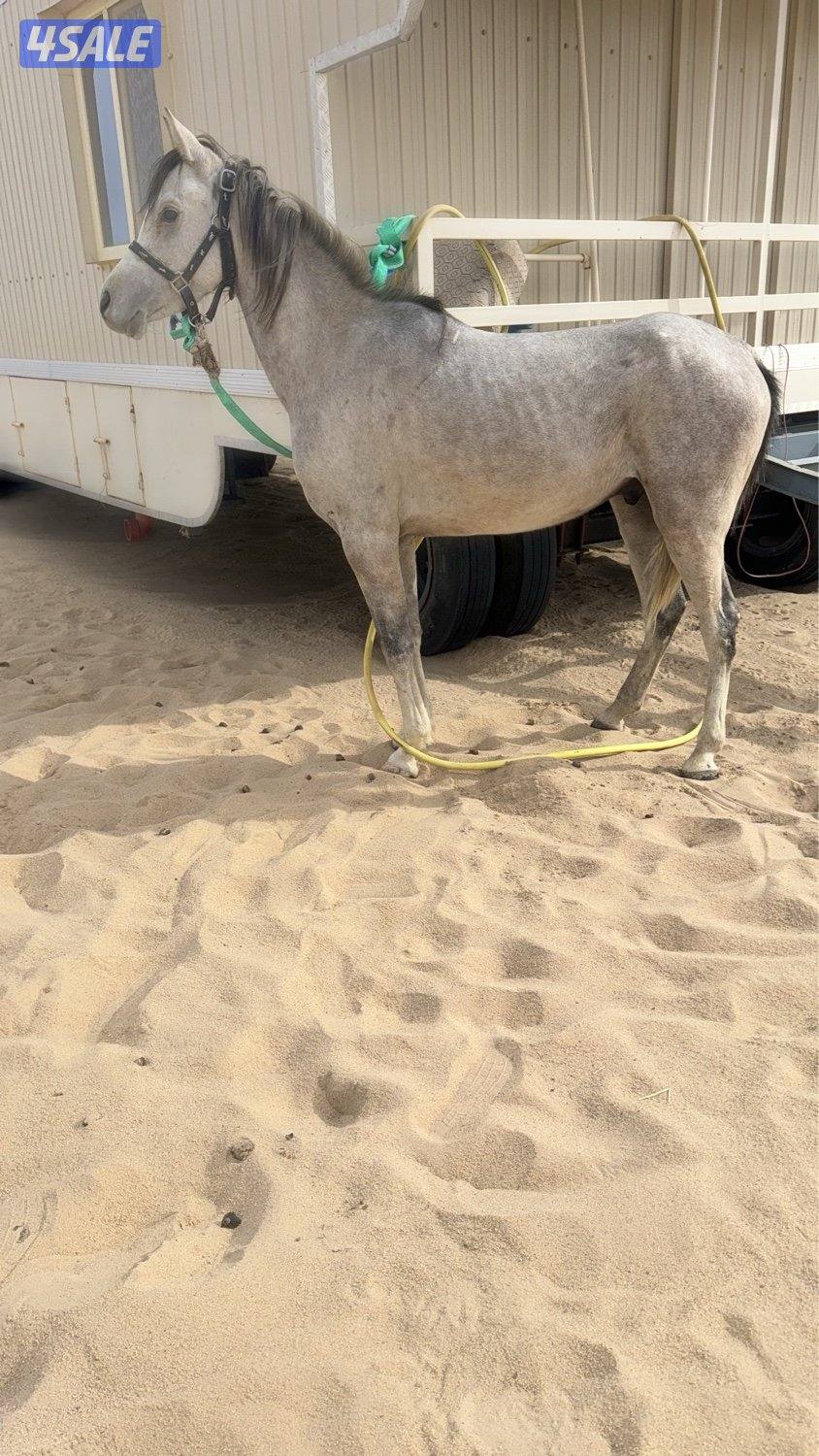 للبيع فلو سنه ونص0