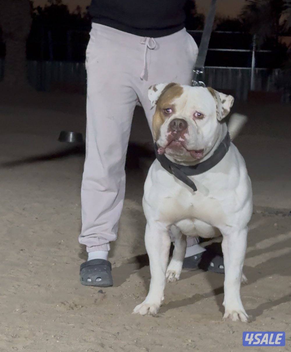 American bulldog3