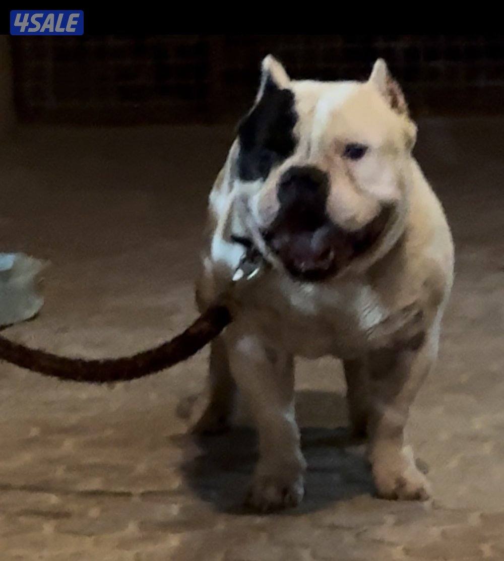 Exotic Bully0