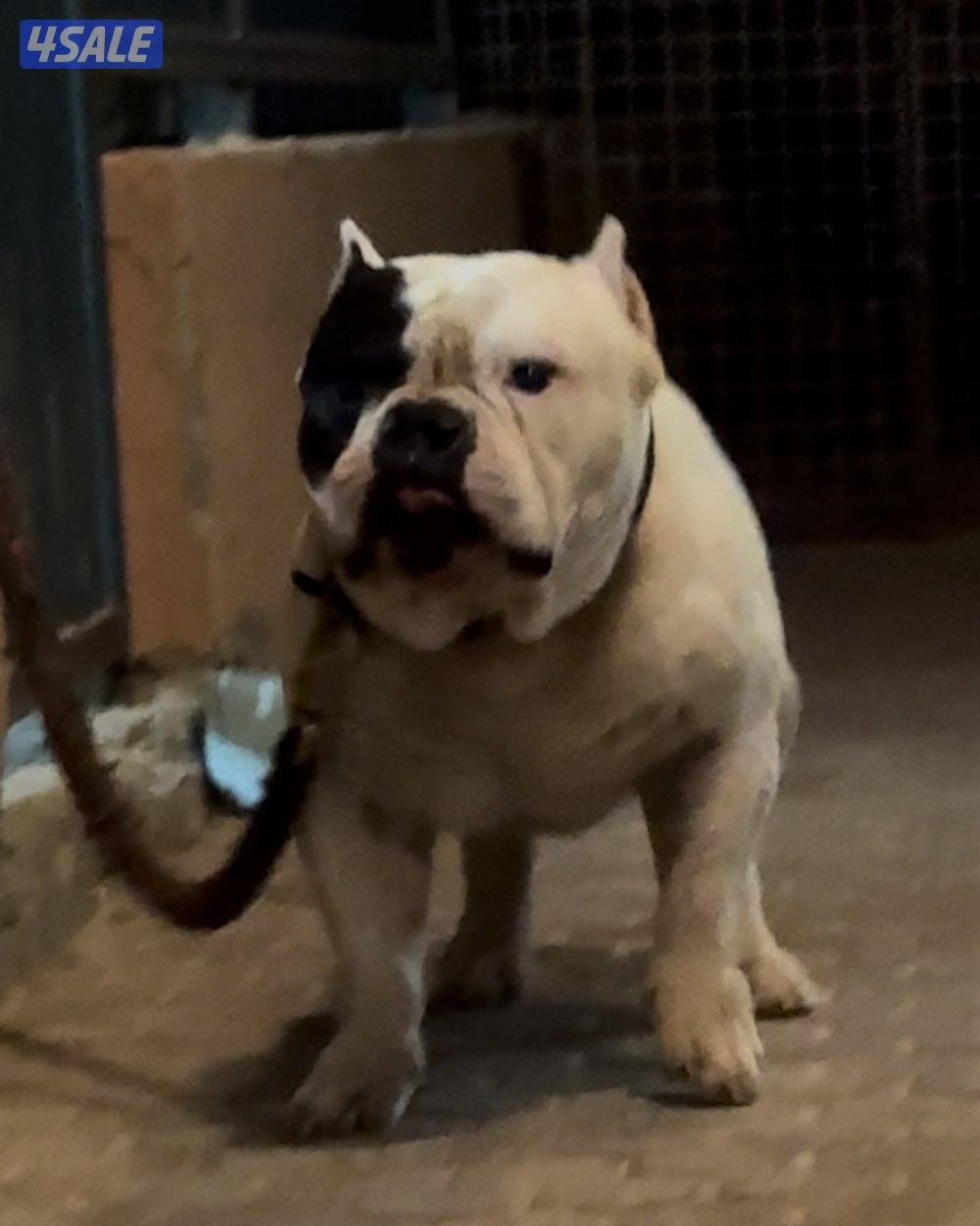 Exotic Bully2