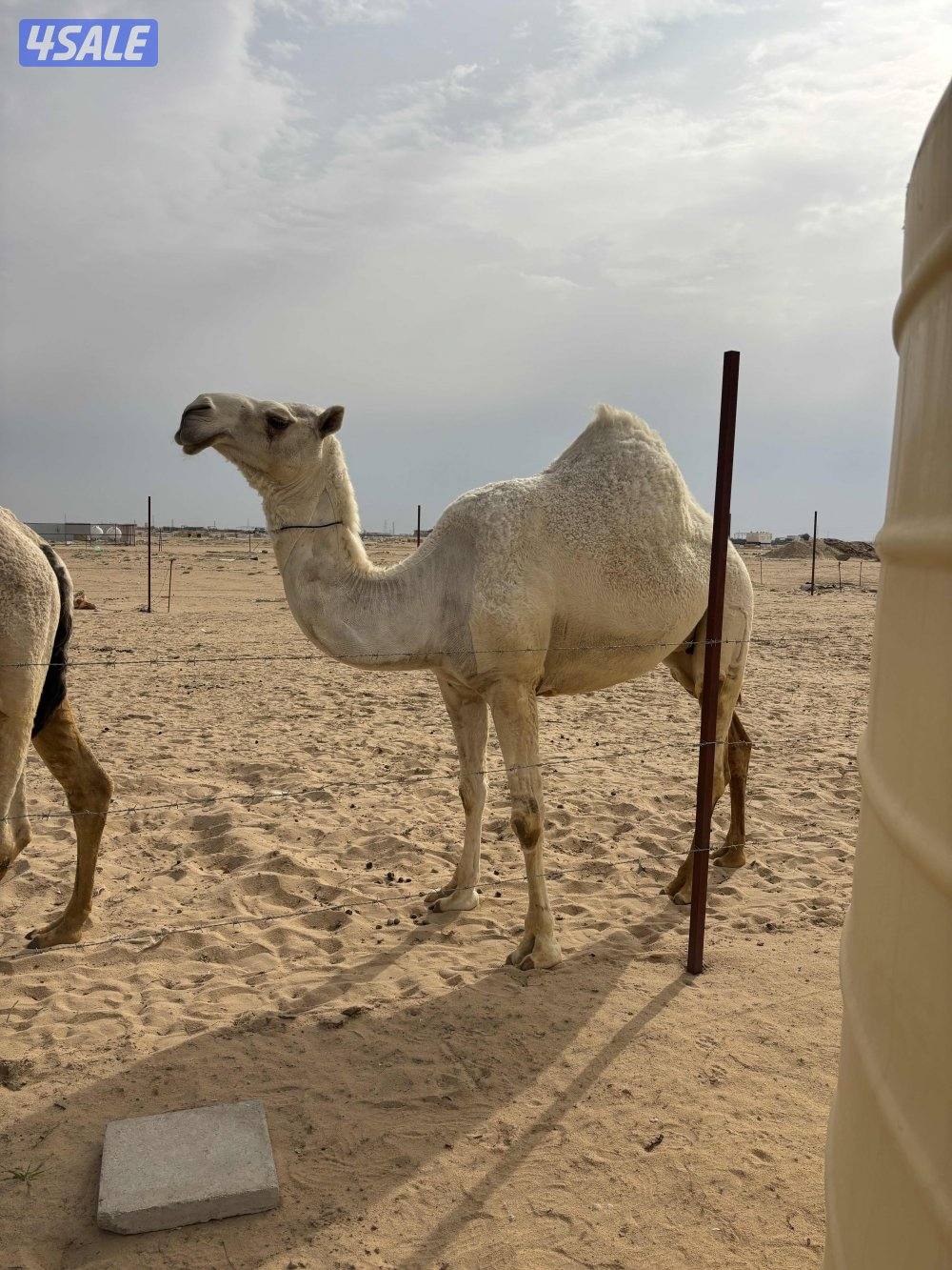 القحات على بعير طيب0