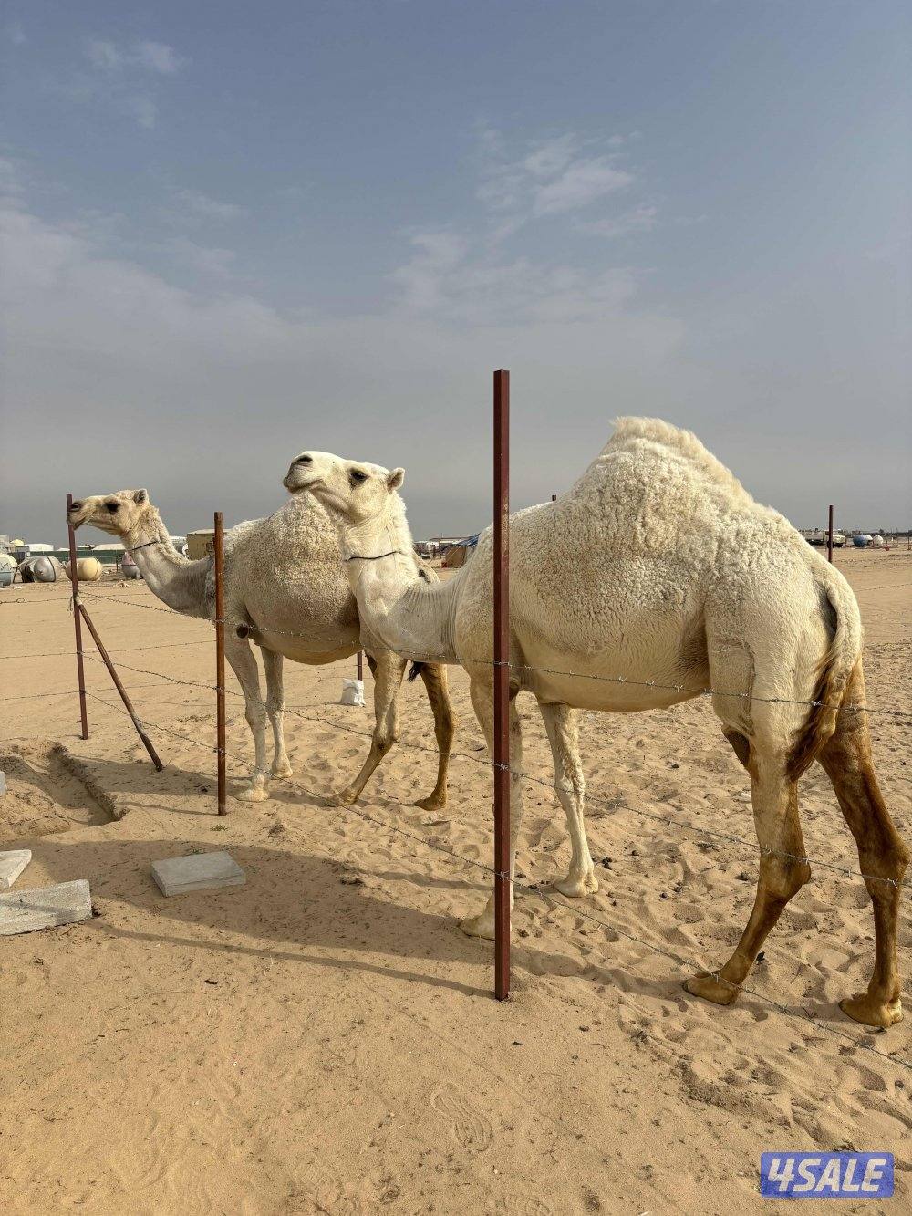 القحات على بعير طيب1