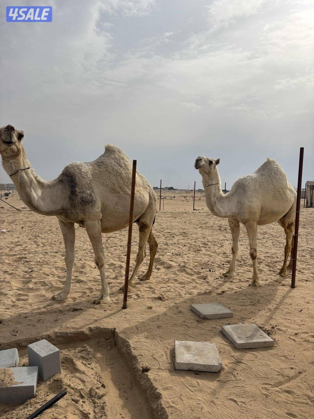 القحات على بعير طيب2