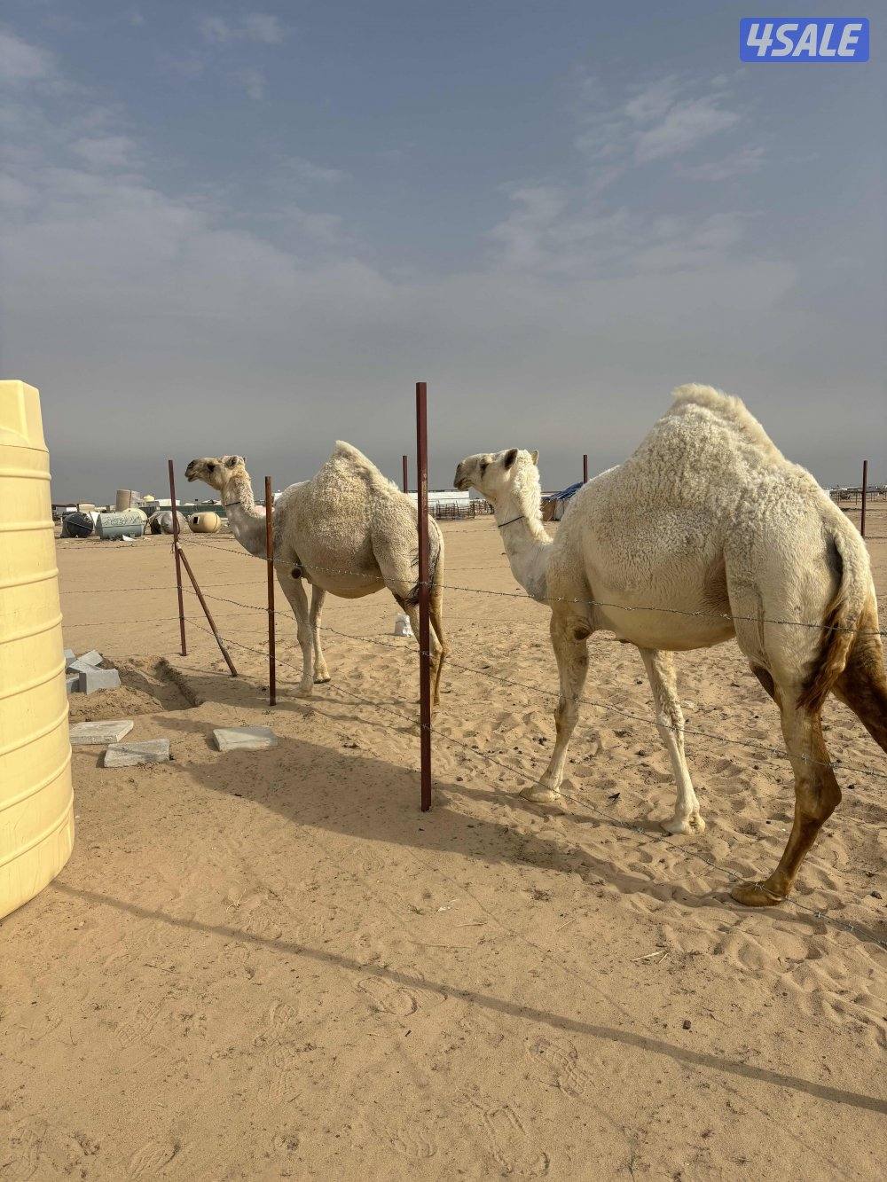 القحات على بعير طيب3