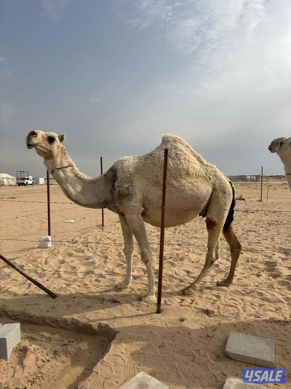 القحات على بعير طيب4