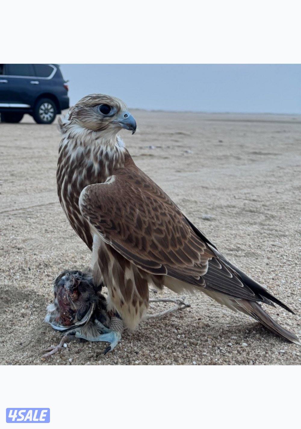 حر من حر فرخ الماني معاه السايتس0