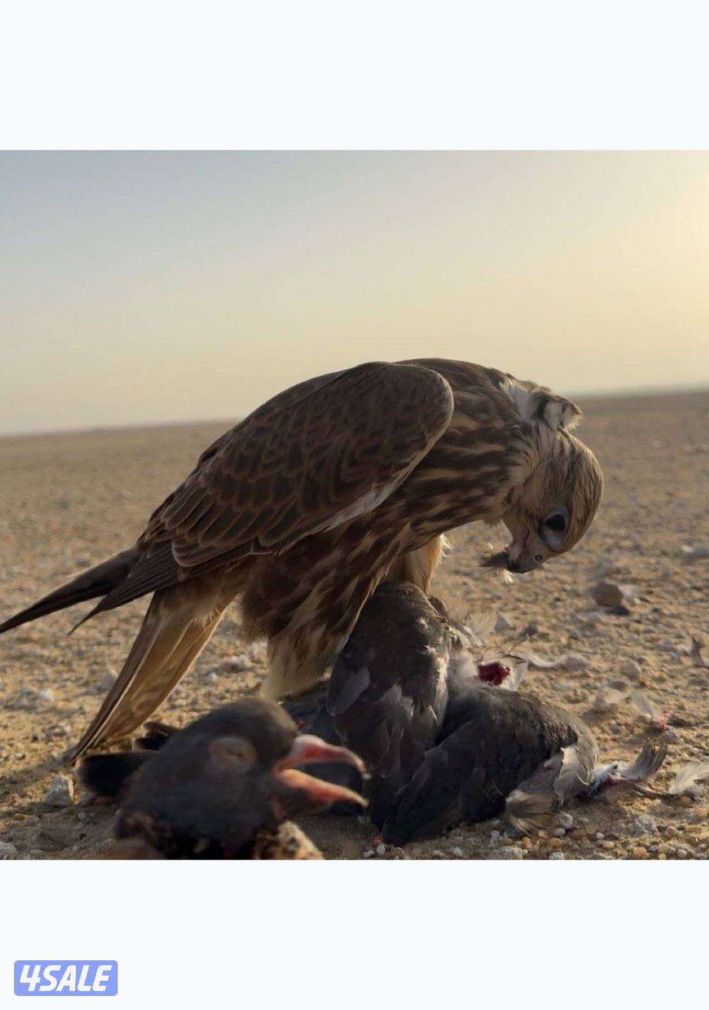 حر من حر فرخ الماني معاه السايتس1