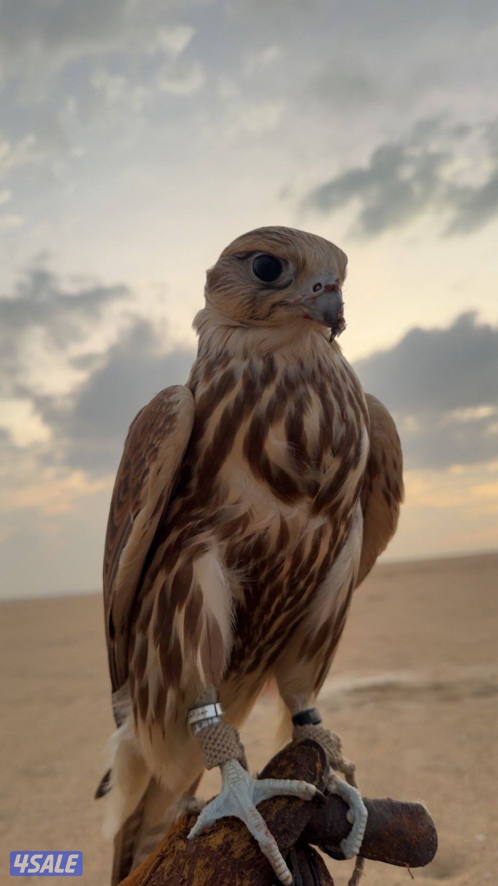 حر من حر فرخ الماني معاه السايتس2