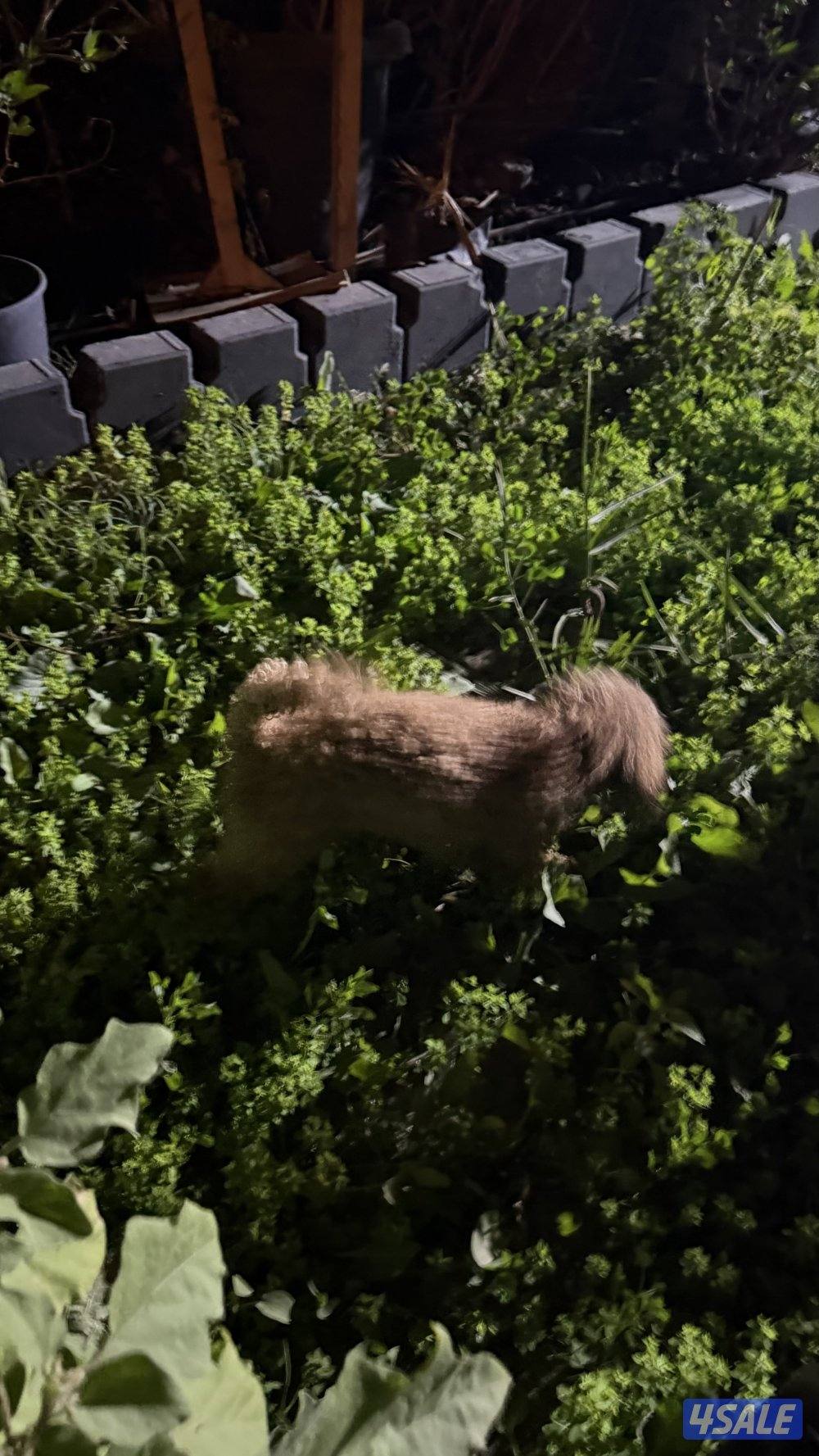 نثيه مني بودل عمرها سنتين للبيع لعدم التفرق لعوبة و قفصها معاها1