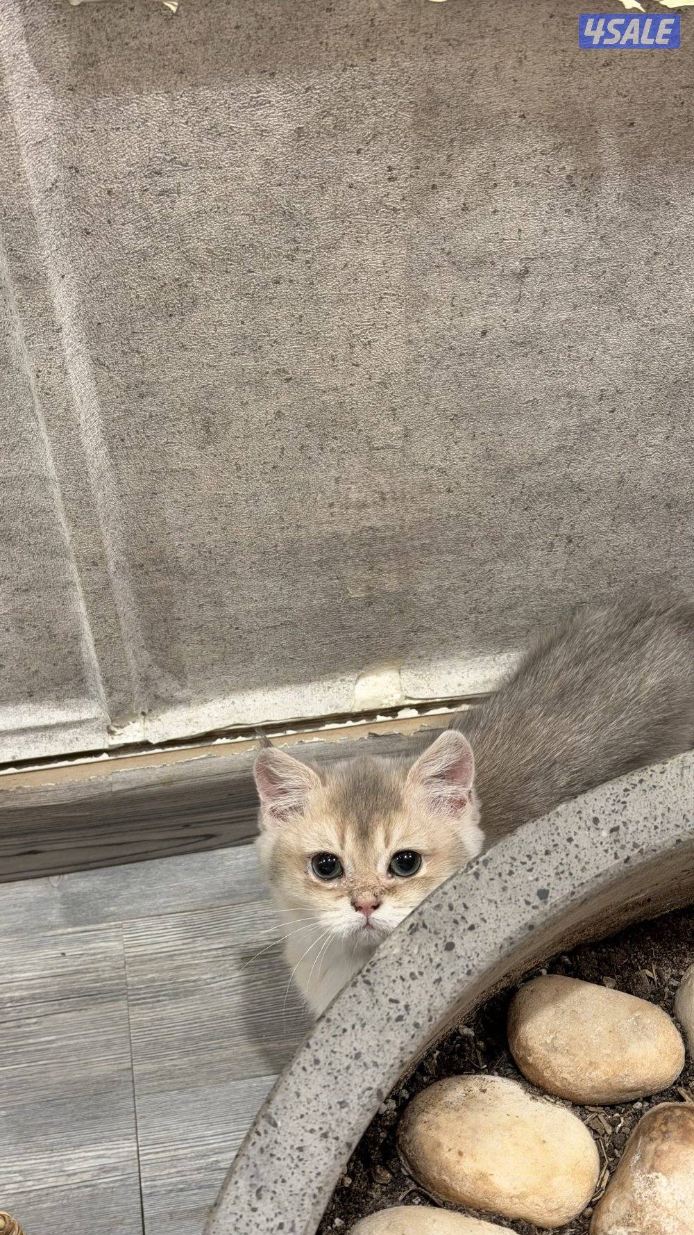 للبيع كتن نثيه بريتش بيوور AY110