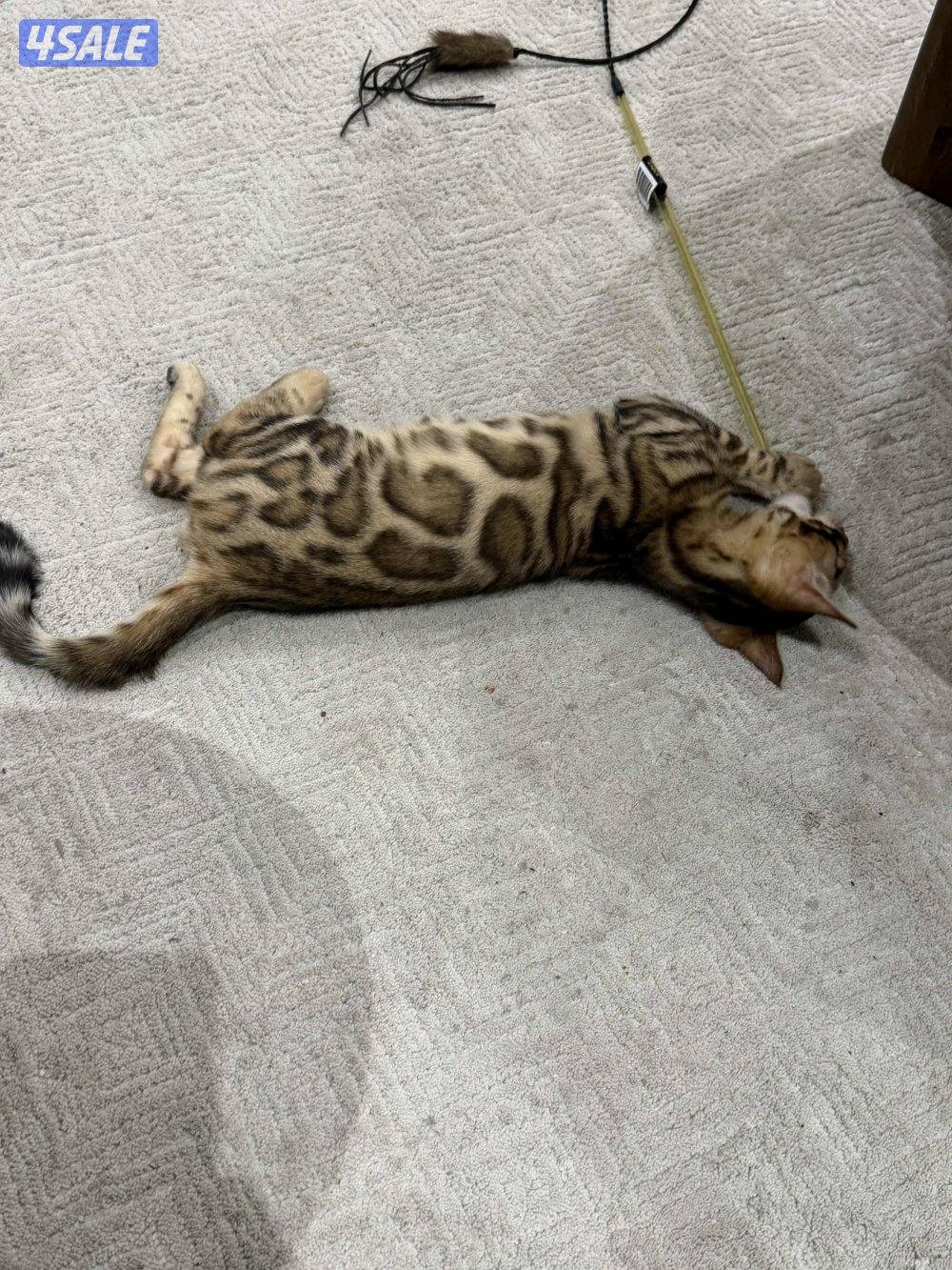 للبيع قط بنغال ٣ شهور1