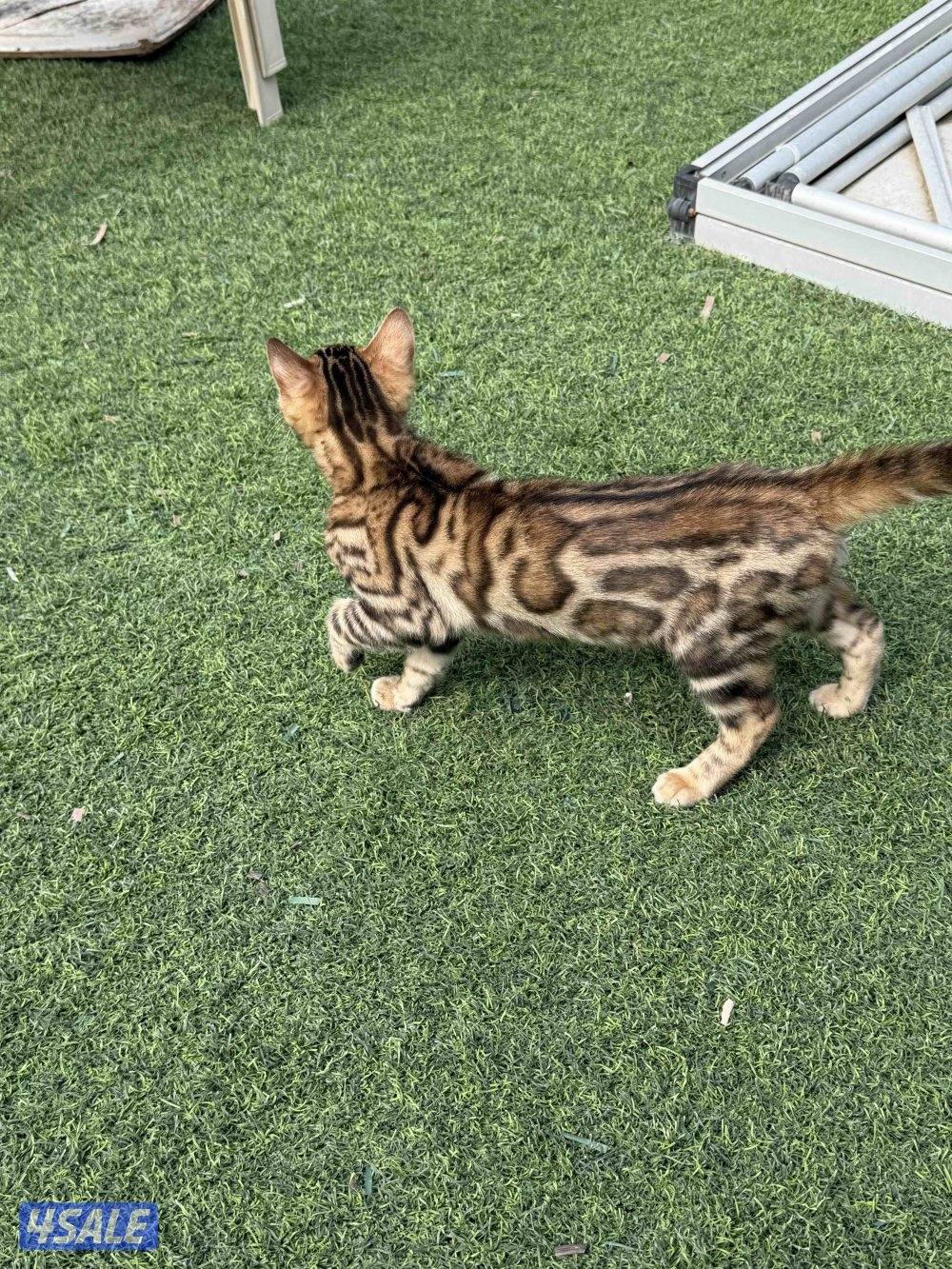 للبيع قط بنغال ٣ شهور2