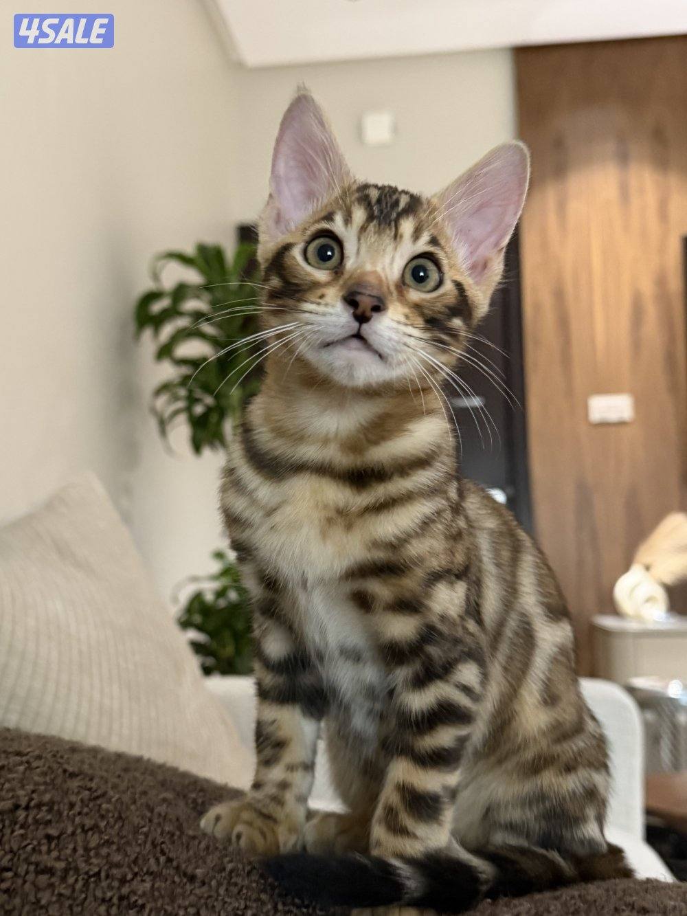 للبيع قط بنغال ٣ شهور0