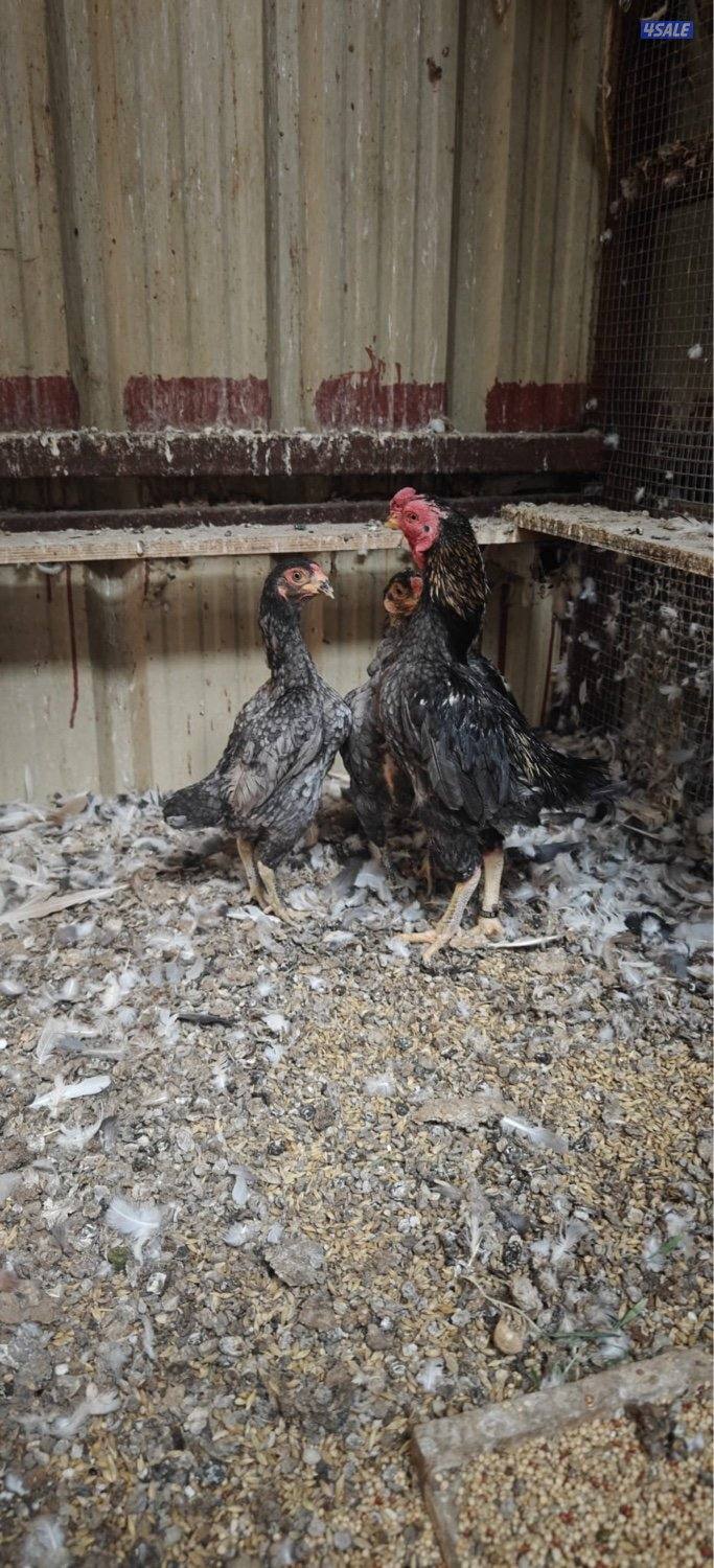 للبيع ديج ودجاجتين فايتر1