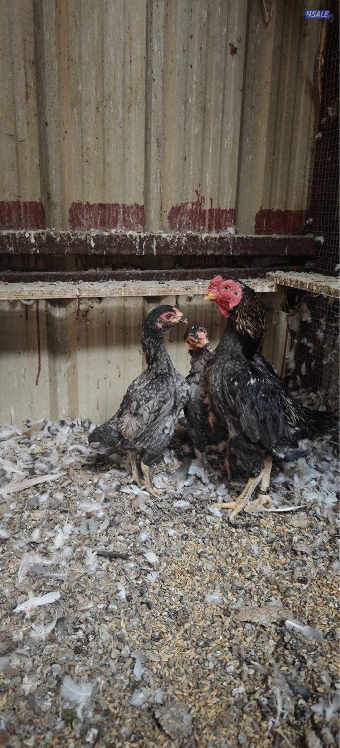 للبيع ديج ودجاجتين فايتر0