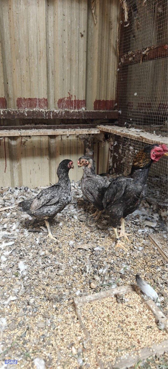 للبيع ديج ودجاجتين فايتر2