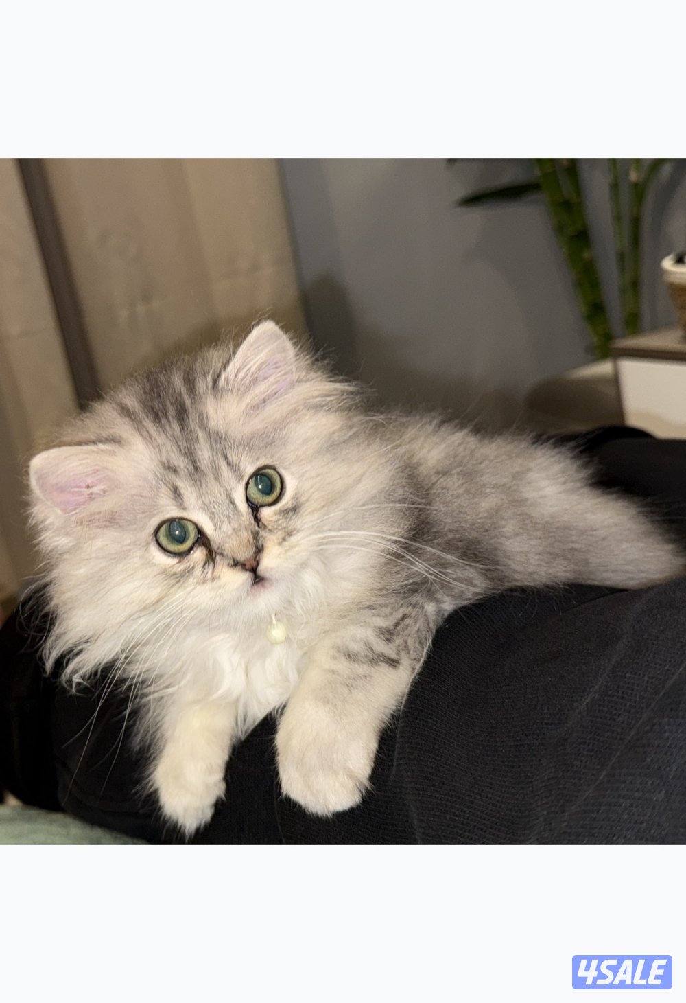 سكوتش For sale scotch long hair0