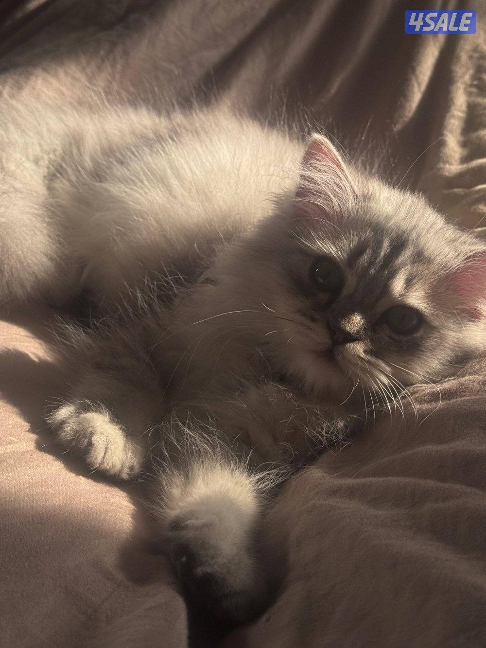 سكوتش For sale scotch long hair2