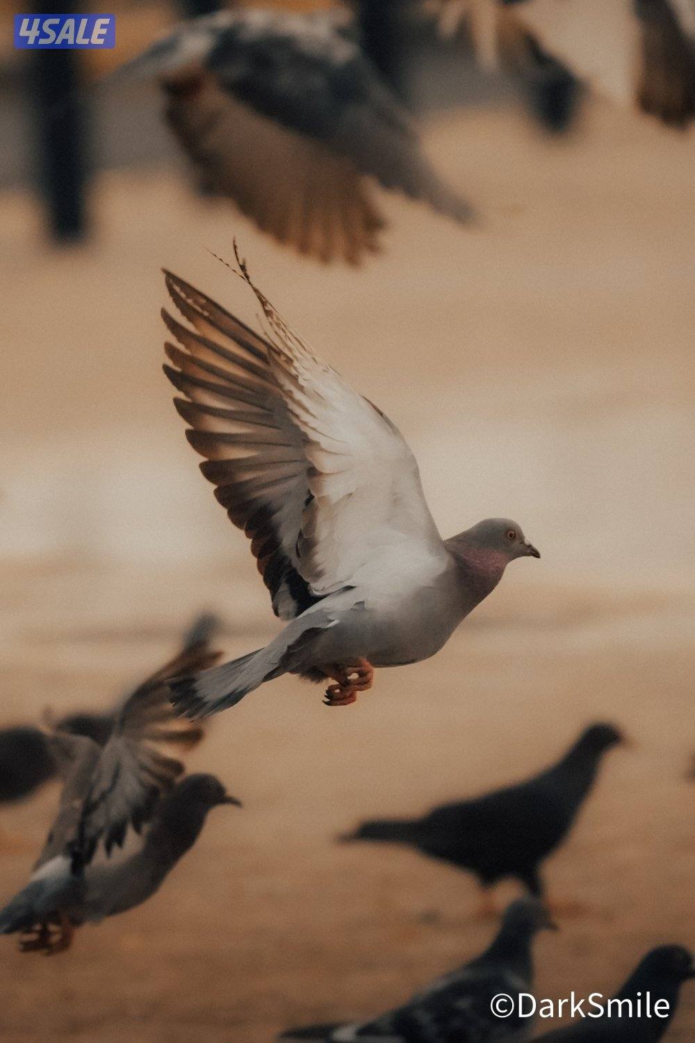 مطلوب مصور أو مصورة أى جنسية0
