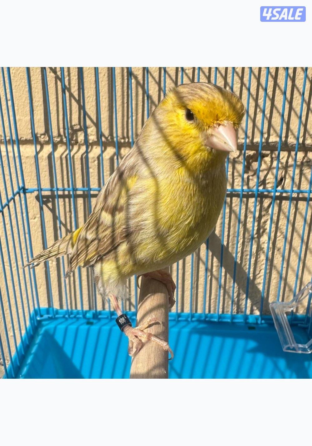 كناري اسباني 20250