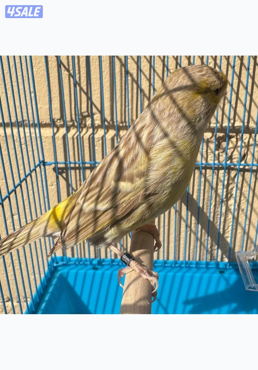 كناري اسباني 20251