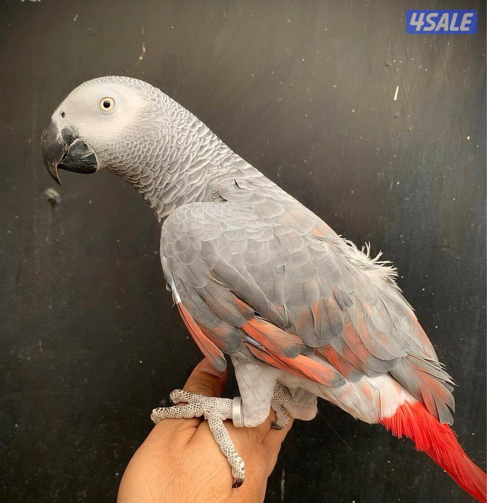 كاسكو طفره نادره + متكلم بطلاقه0