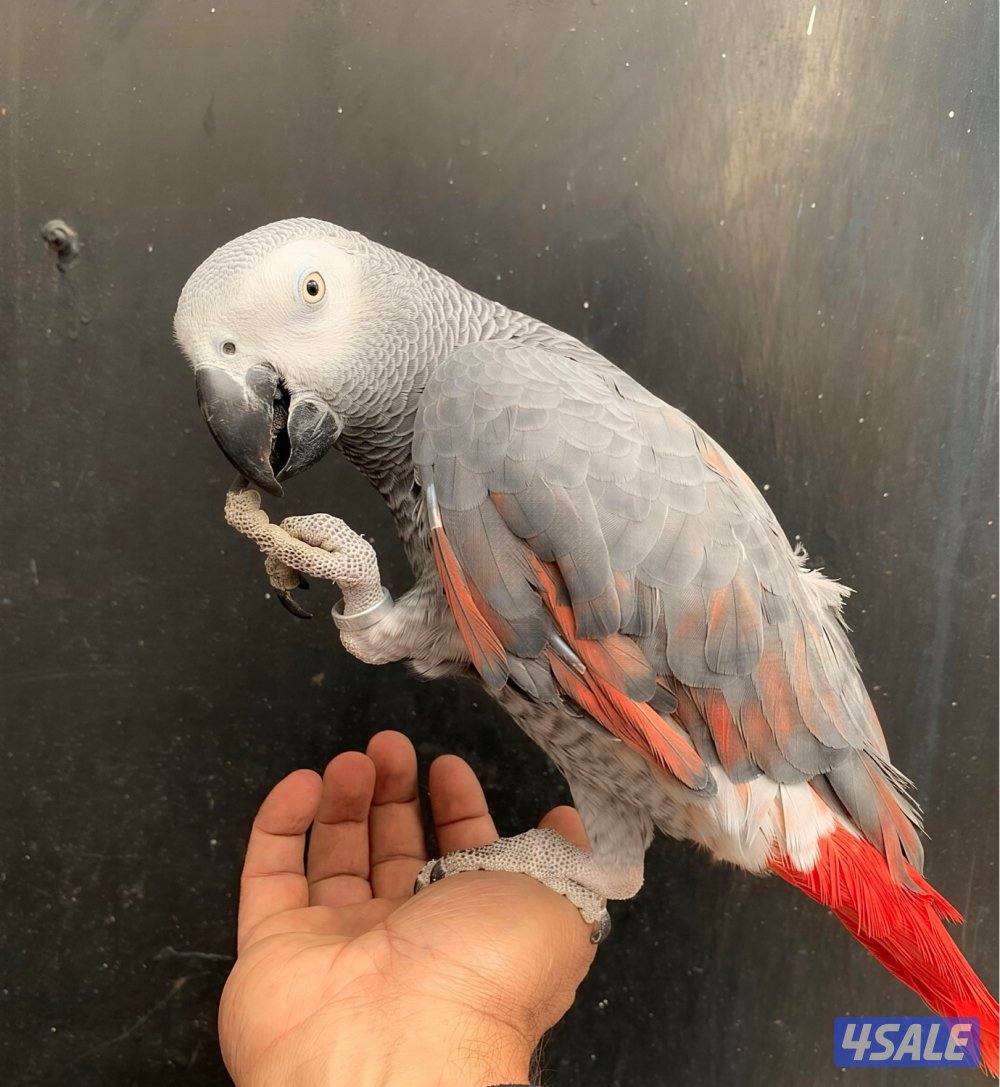 كاسكو طفره نادره + متكلم بطلاقه1