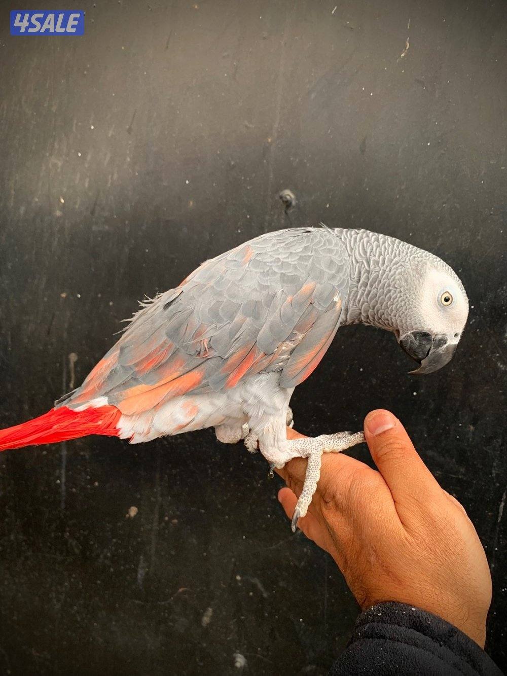 كاسكو طفره نادره + متكلم بطلاقه2