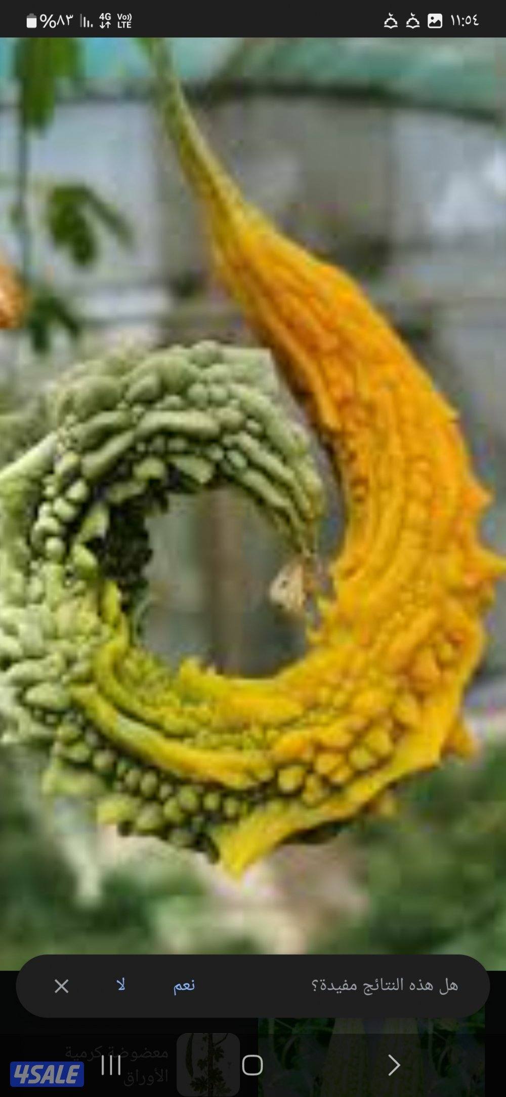 عامل زراعي مصري0