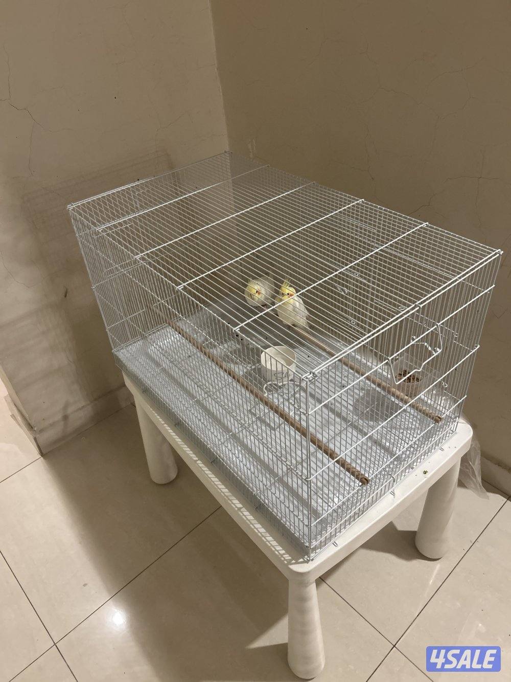 للبيع طيور مغرده0