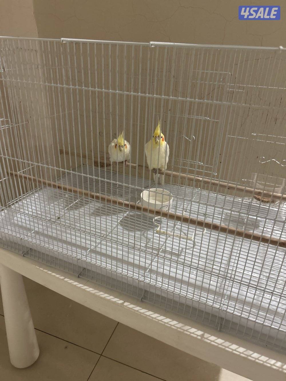 للبيع طيور مغرده1