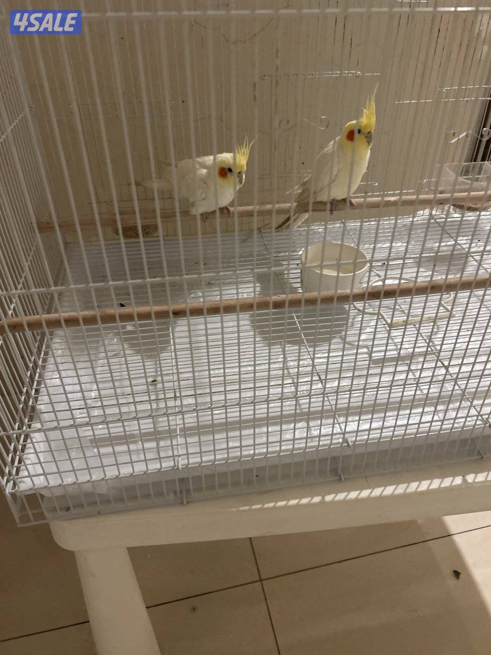 للبيع طيور مغرده2