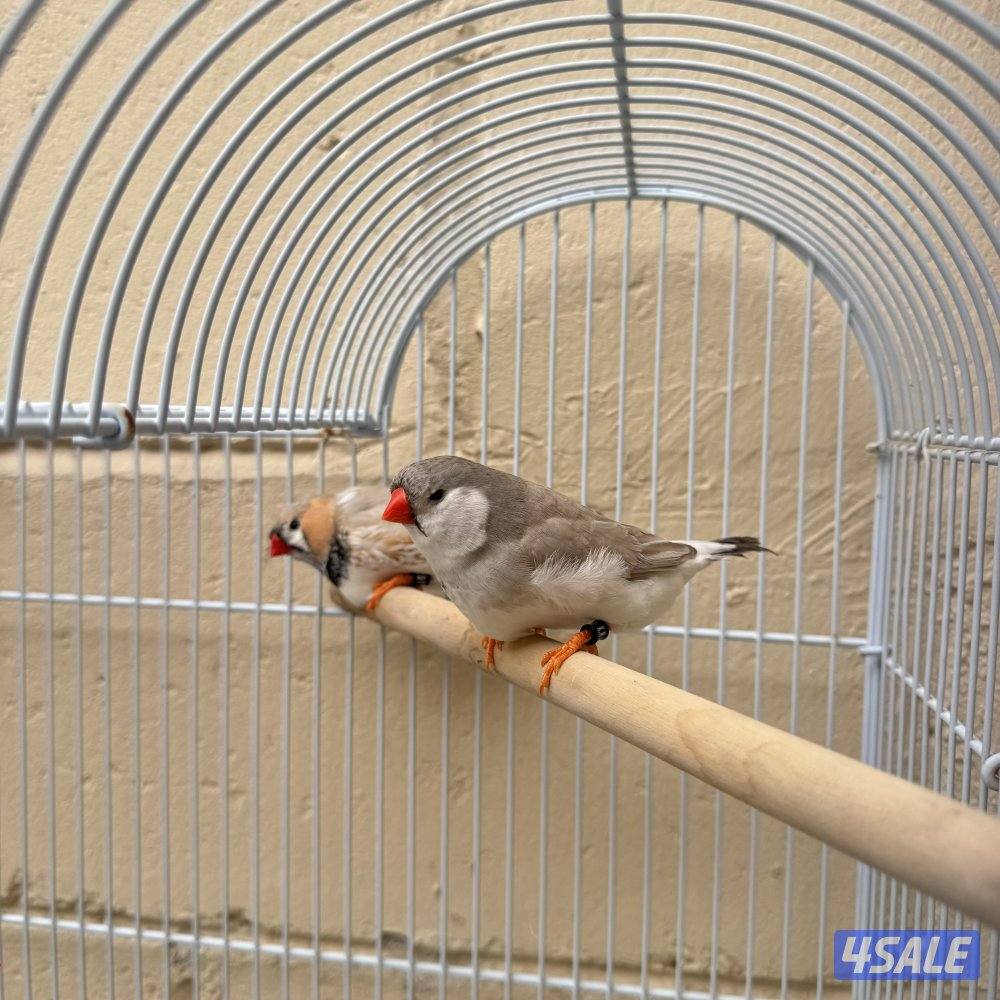 زيبرا هولندي ١١ حبه1