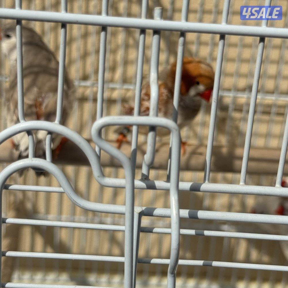 زيبرا هولندي ١١ حبه2