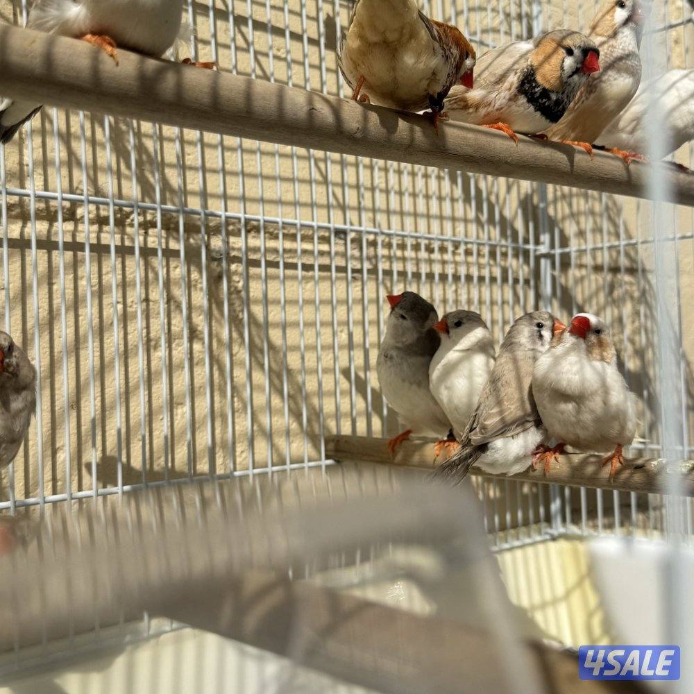 زيبرا هولندي ١١ حبه3