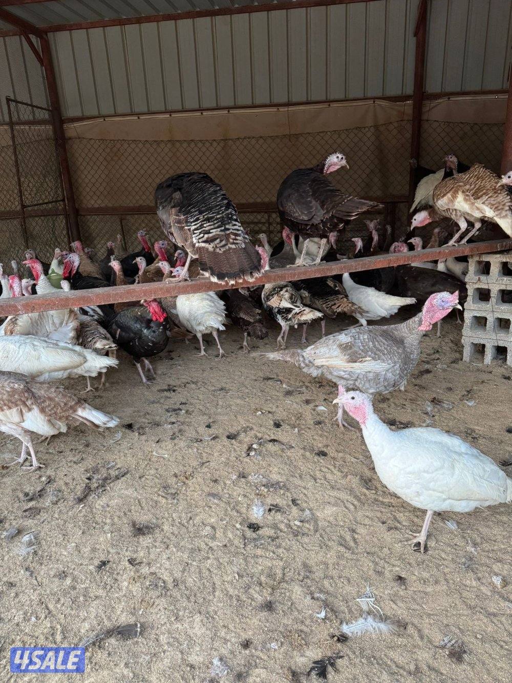 للبيع بيض سمان تكساس + بيض رومي تجميع يومي0