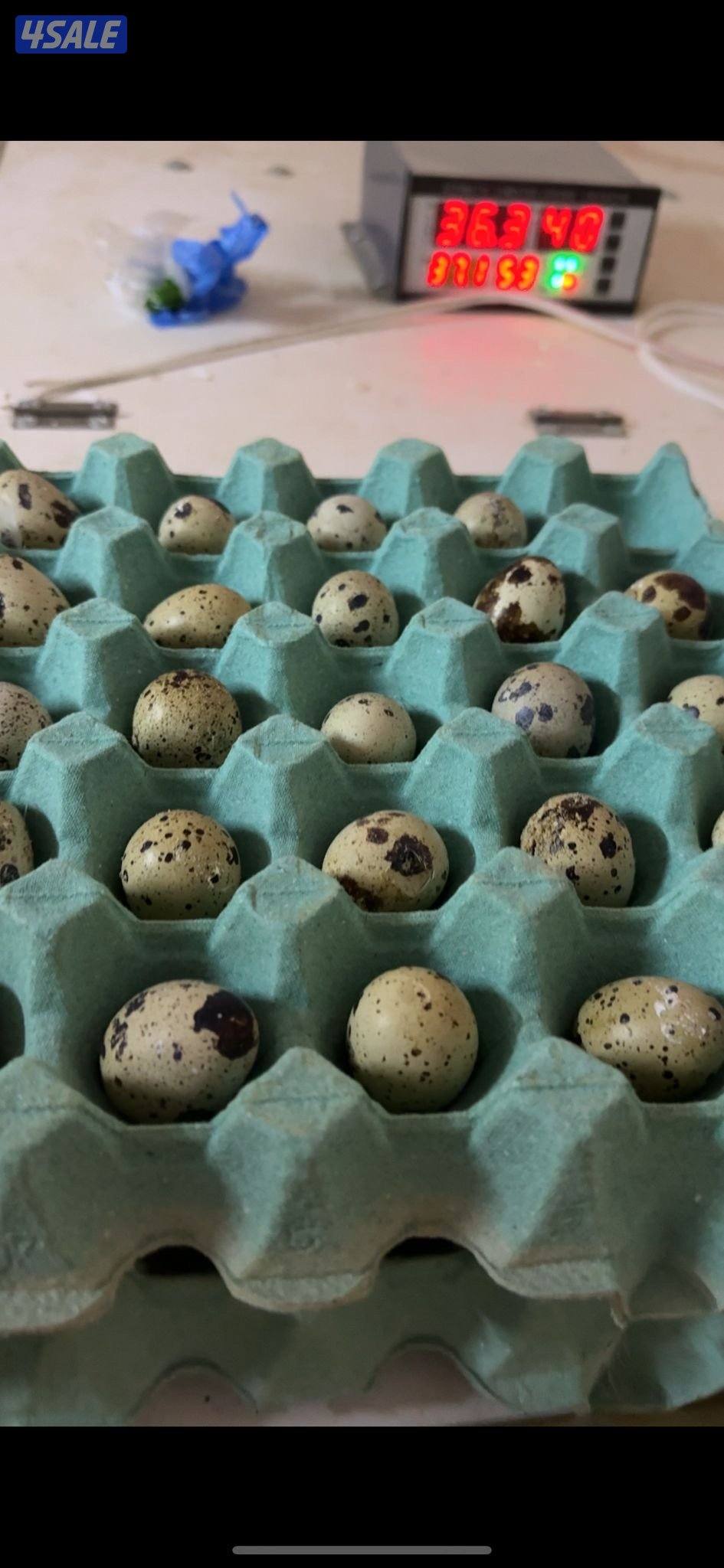 للبيع بيض سمان تكساس + بيض رومي تجميع يومي2