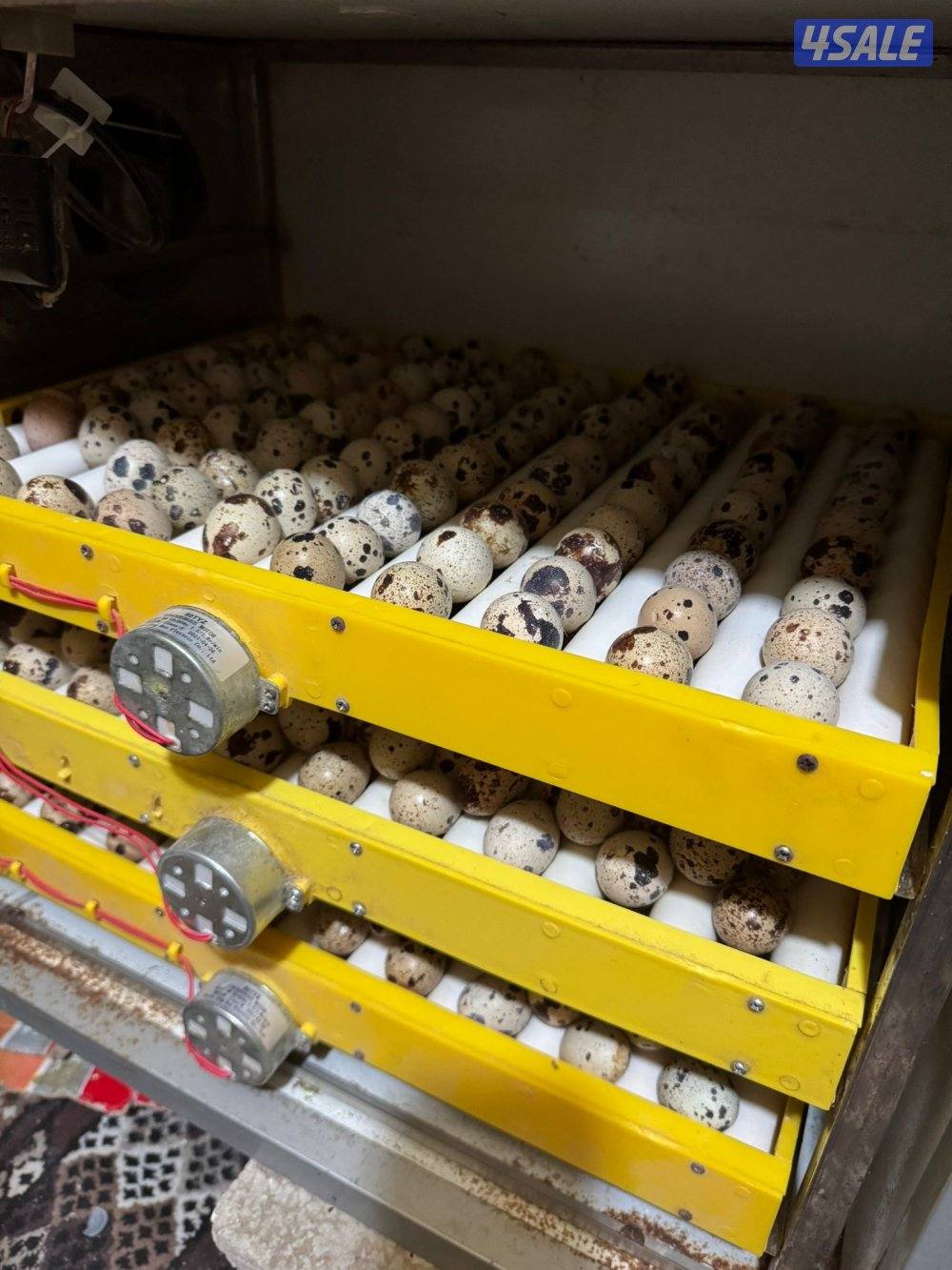 للبيع بيض سمان تكساس + بيض رومي تجميع يومي3