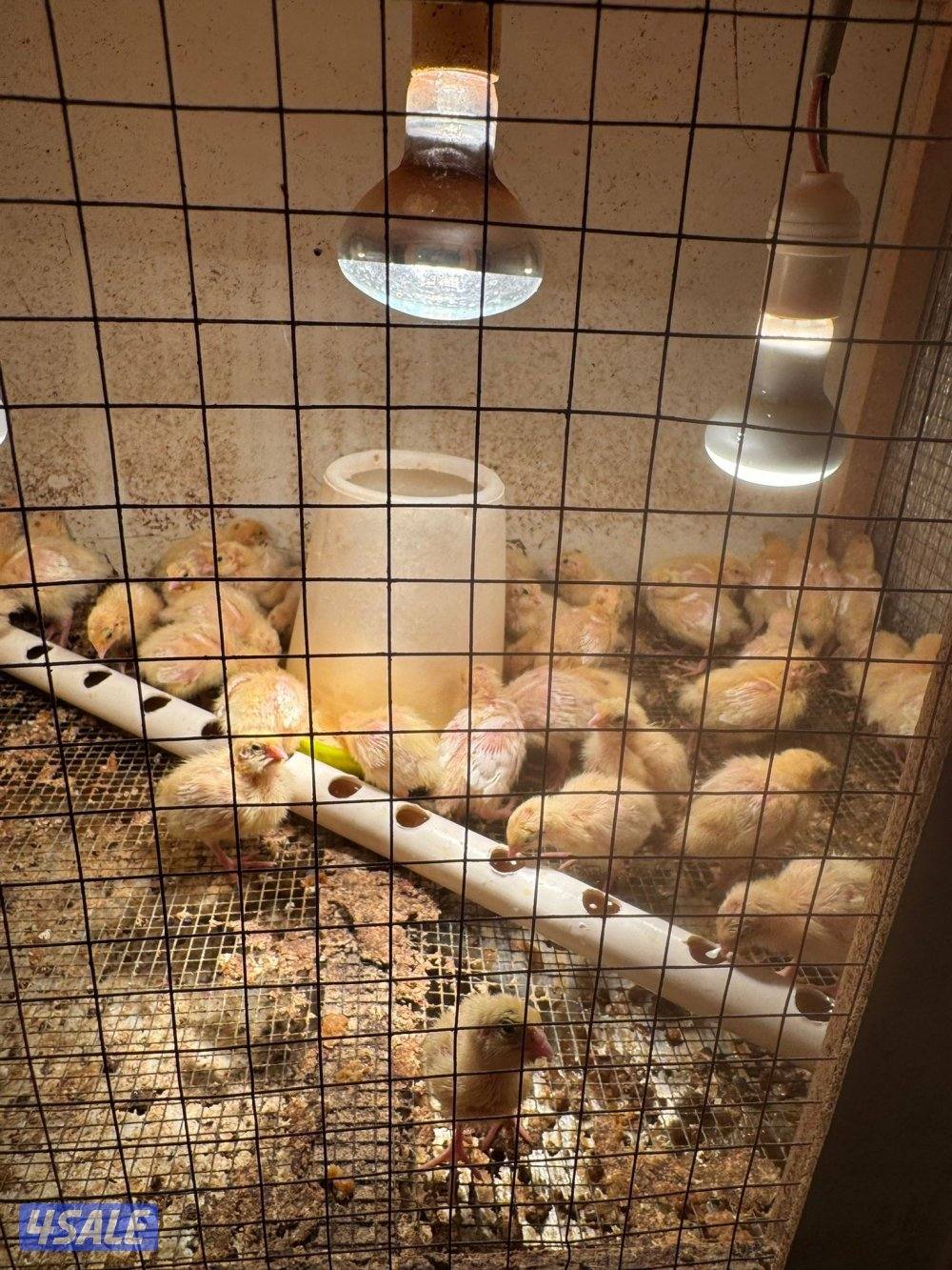 للبيع بيض سمان تكساس + بيض رومي تجميع يومي4