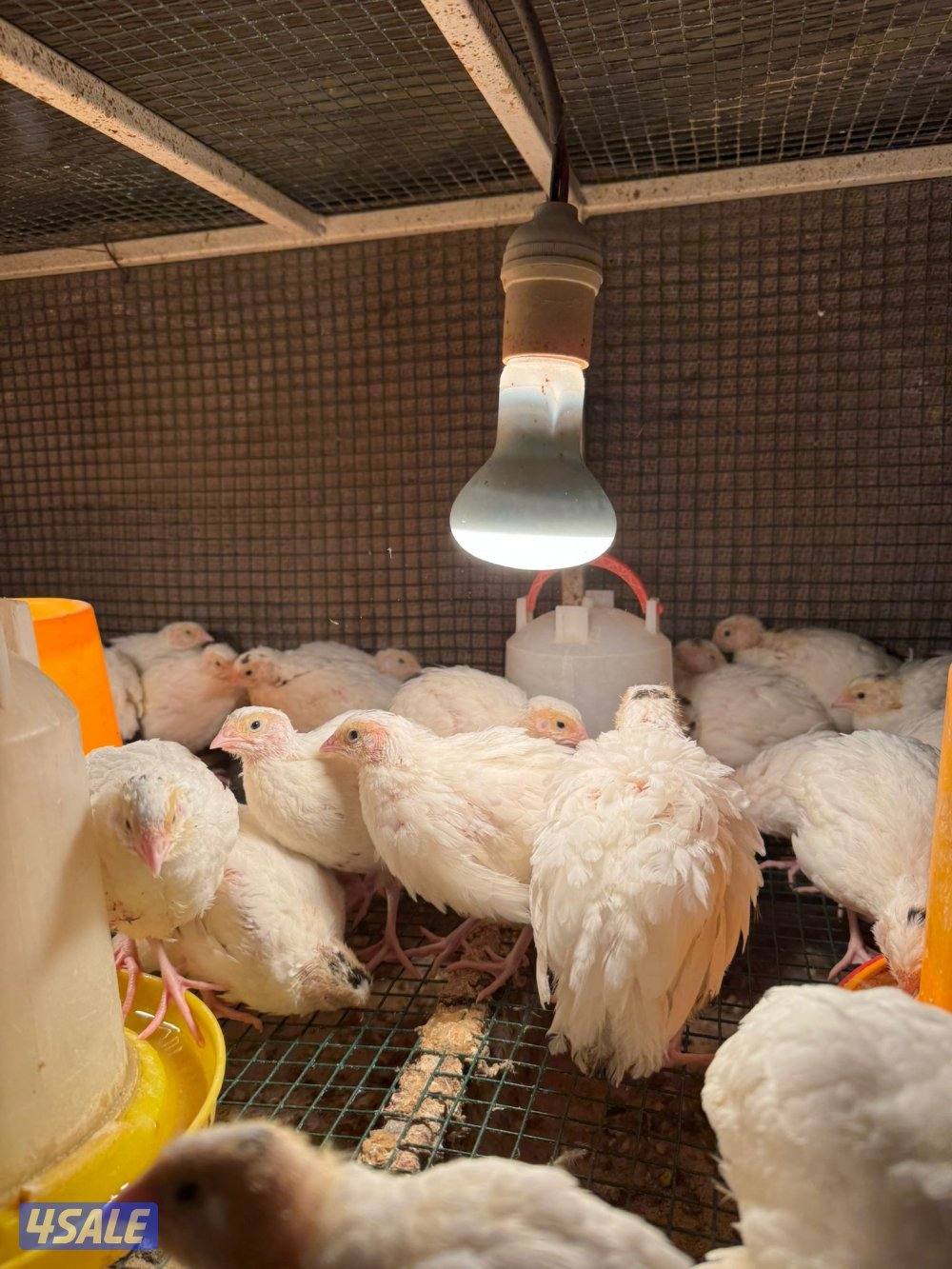 للبيع بيض سمان تكساس + بيض رومي تجميع يومي5