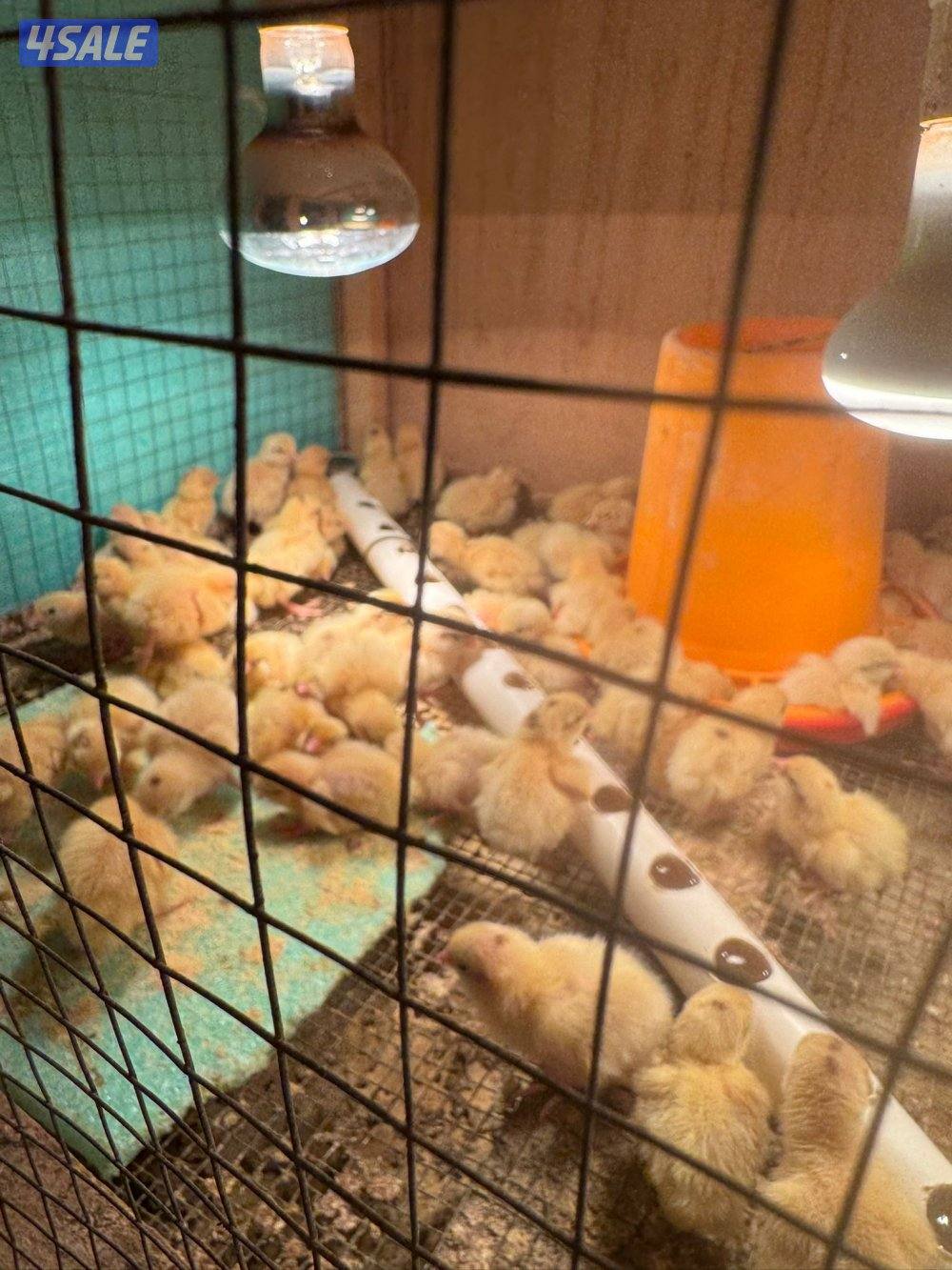 للبيع بيض سمان تكساس + بيض رومي تجميع يومي6