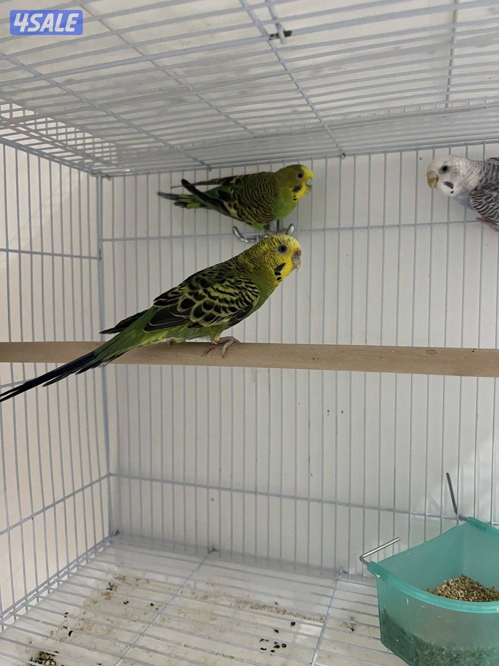 للبيع بادجي وزيبرا شوف الوصف0