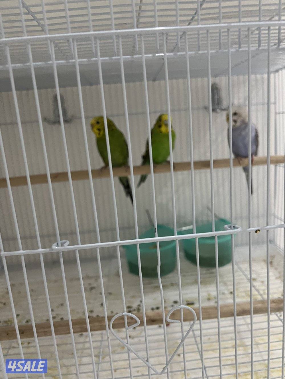 للبيع بادجي وزيبرا شوف الوصف1