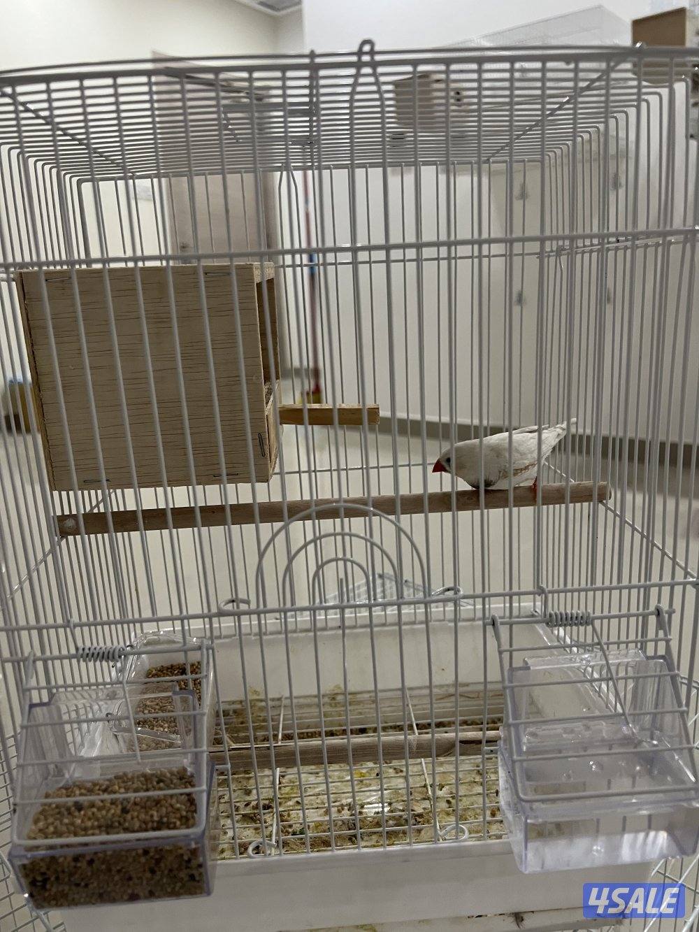 للبيع بادجي وزيبرا شوف الوصف2